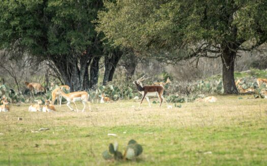 Lot 80 Private Rd 4718