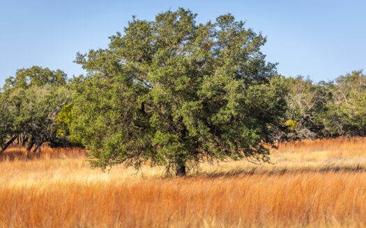 Vista Oaks Ranchette